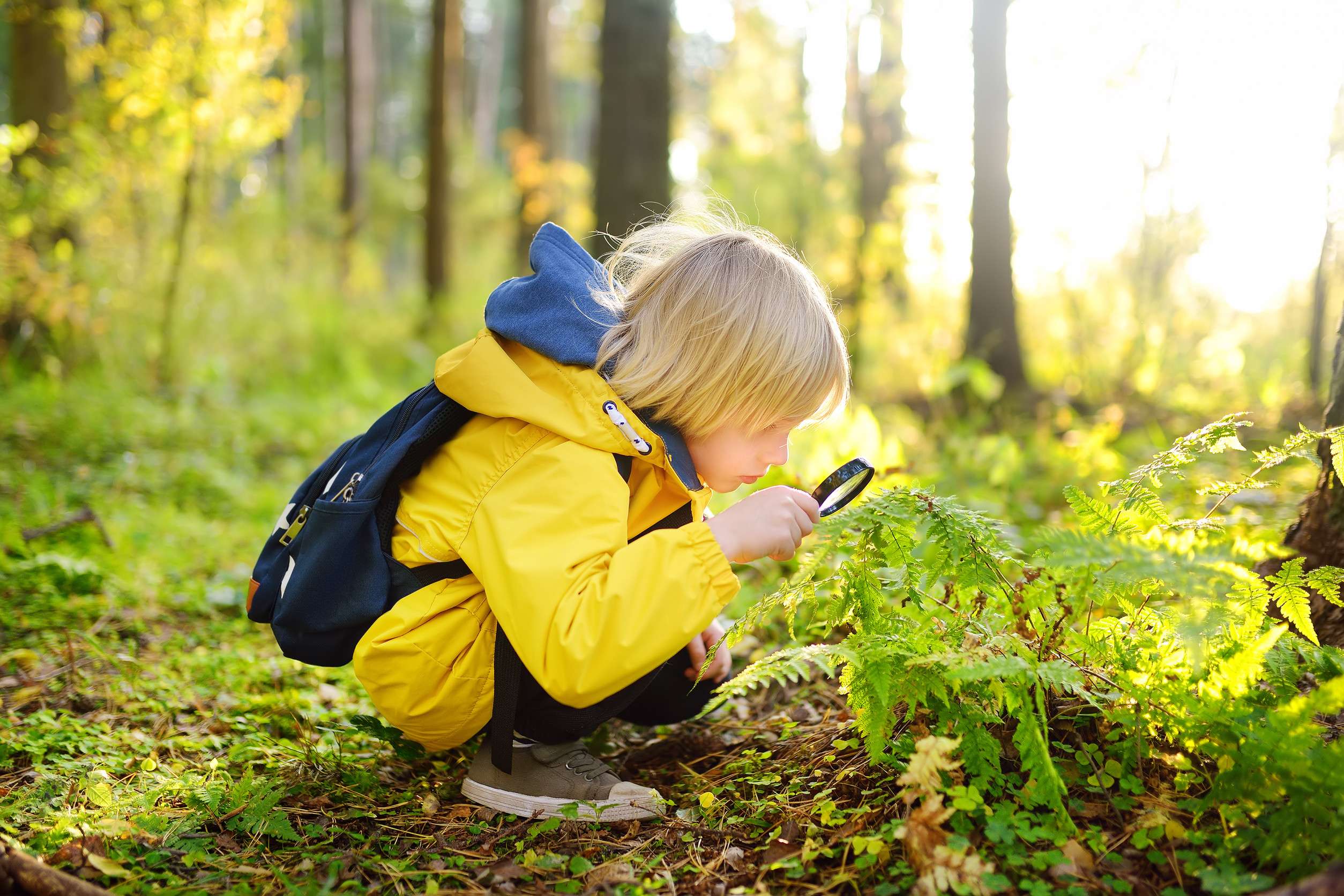 Preschooler boy is exploring nature with magnifying glass. Little child is looking on leaf of fern with magnifier. Summer camp for inquisitive kids in forest